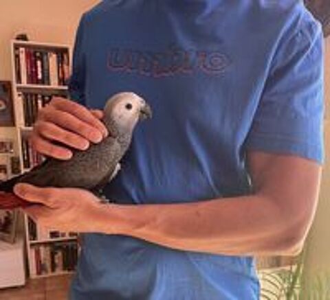   perroquet gris du gabon bébé mâle 