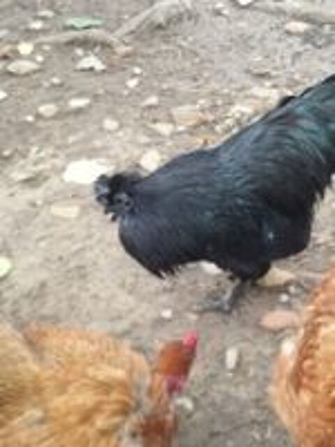   Ayam Cemani 