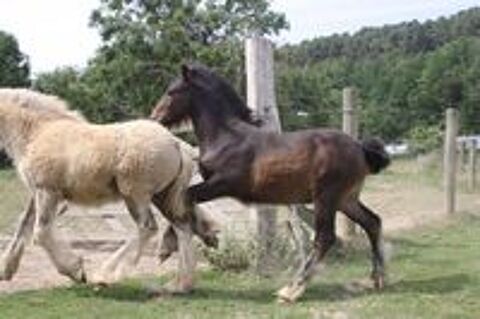   Incroyable poulain gypsy/irish cob !! 