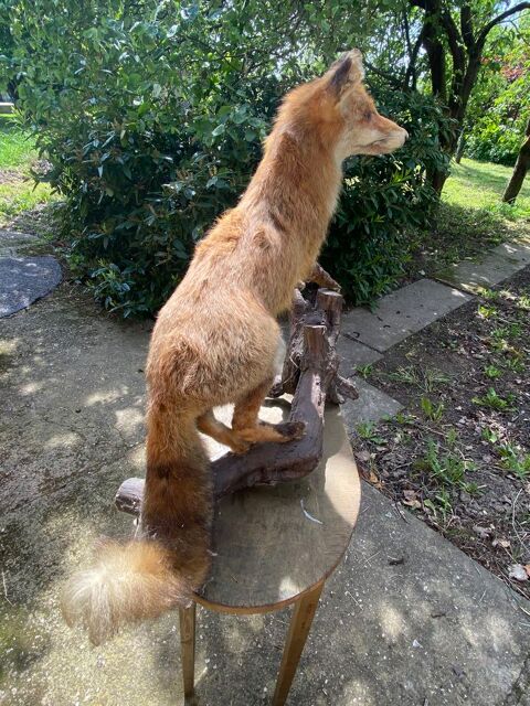 renard taxiderm naturalis 57430 Sarralbe