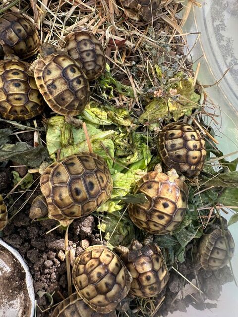 Tortue de terre, b&eacute;b&eacute; 40 13400 Aubagne