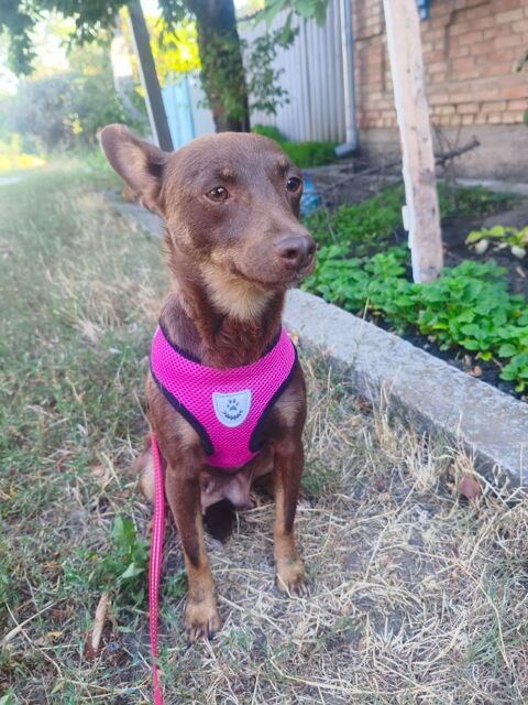 A L'ADOPTION CHACHA 0 75018 Paris