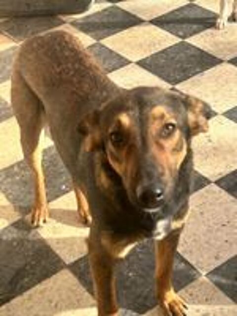   STITCH est à l'adoption et attend de trouver sa famille pour la vie pour la rejoindre en France 💙 