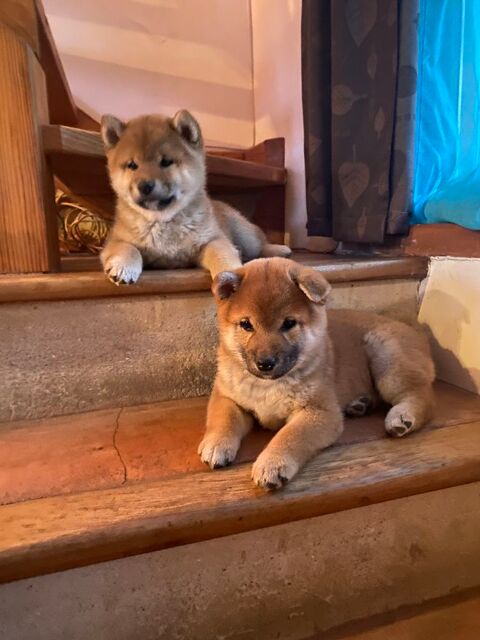 3 Magnifiques Chiots Shiba 1 Femelle et 2 m&acirc;les   1500 66000 Perpignan