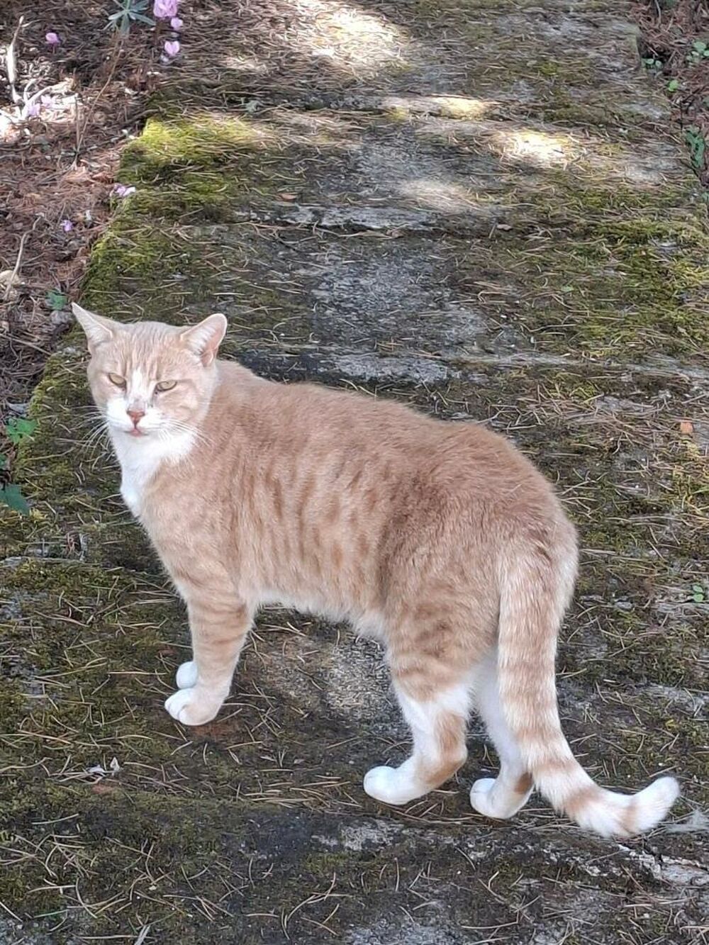   VOLTAIRE CHAT TIGRE ROUX CLAIR 4 ANS 