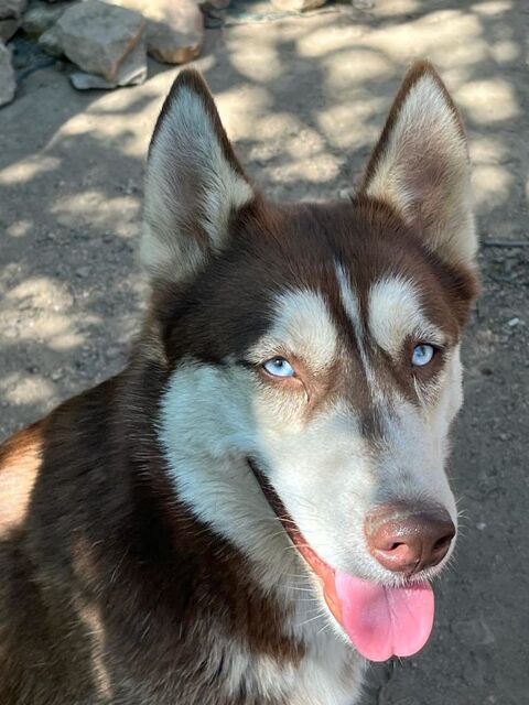  Chienne NON LOF husky sibérie 0 58330 Saint-saulge