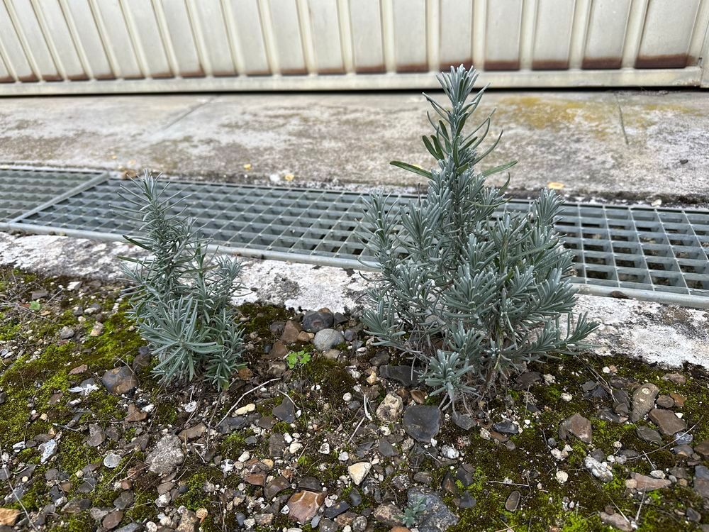 Superbes lavandes racine nues
Jardin