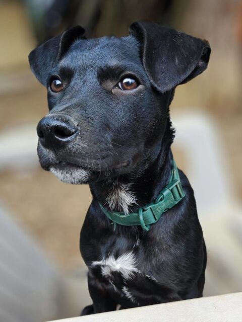 Stormy, m&acirc;le, berger cr&eacute;ole, n&eacute; le 15/11/2025 300 91000 �vry