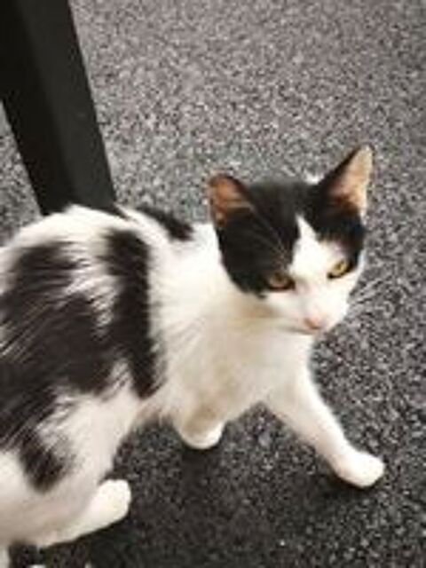   Chat KUM KUM à l adoption 