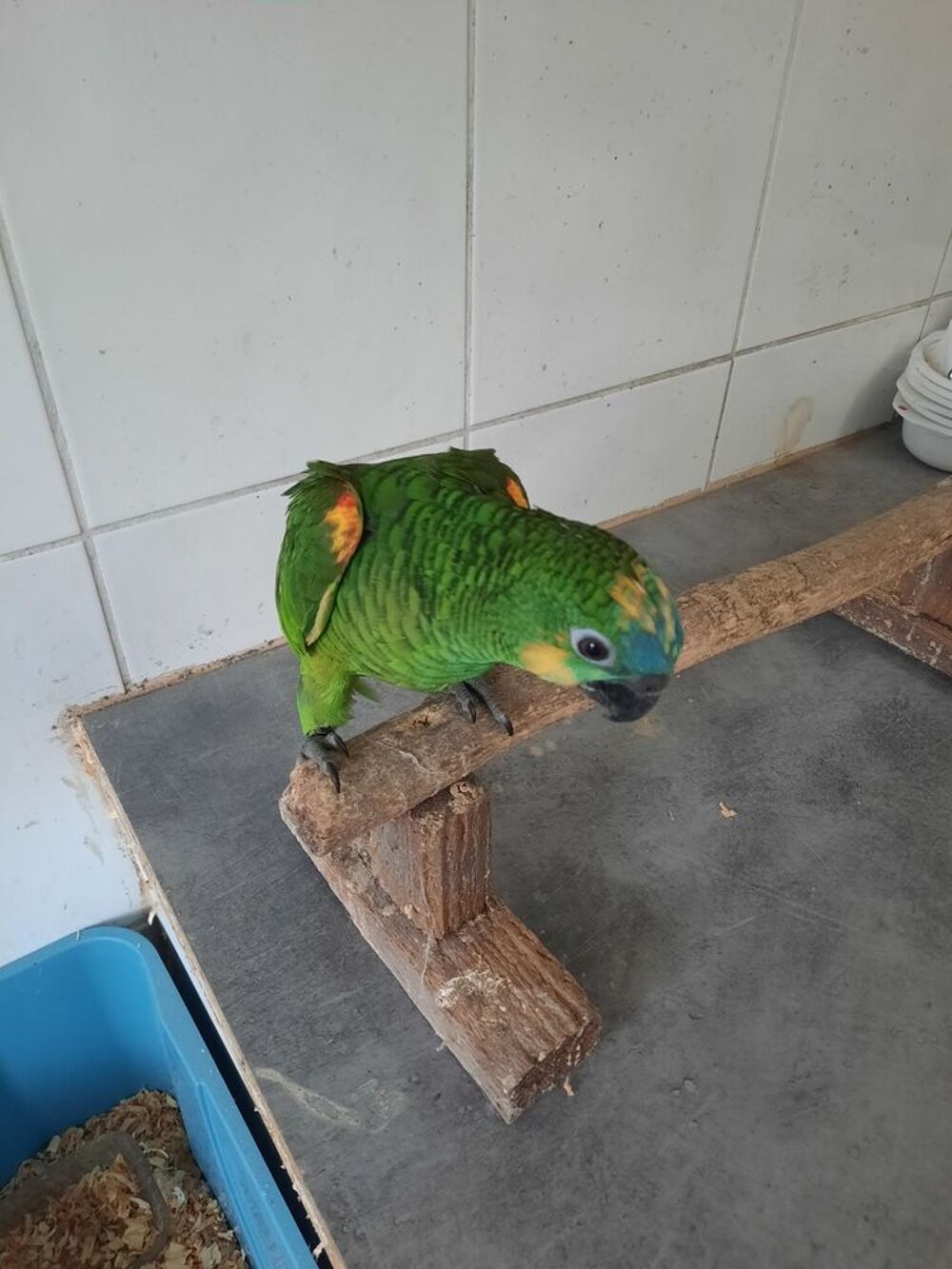   Amazone front bleu  
