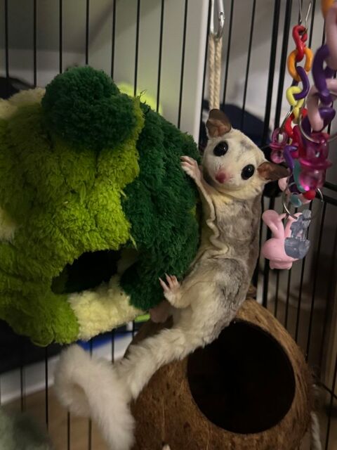 2 sugar glider (phallanger) avec cage etc 500 95470 Saint-witz