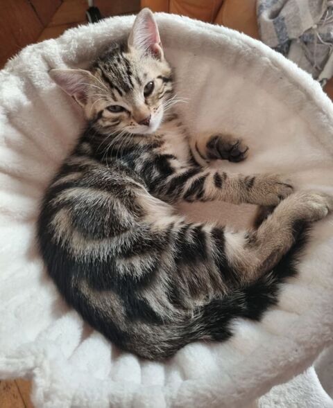 Taro un chaton doux, câlin et joueur 180 75017 Paris