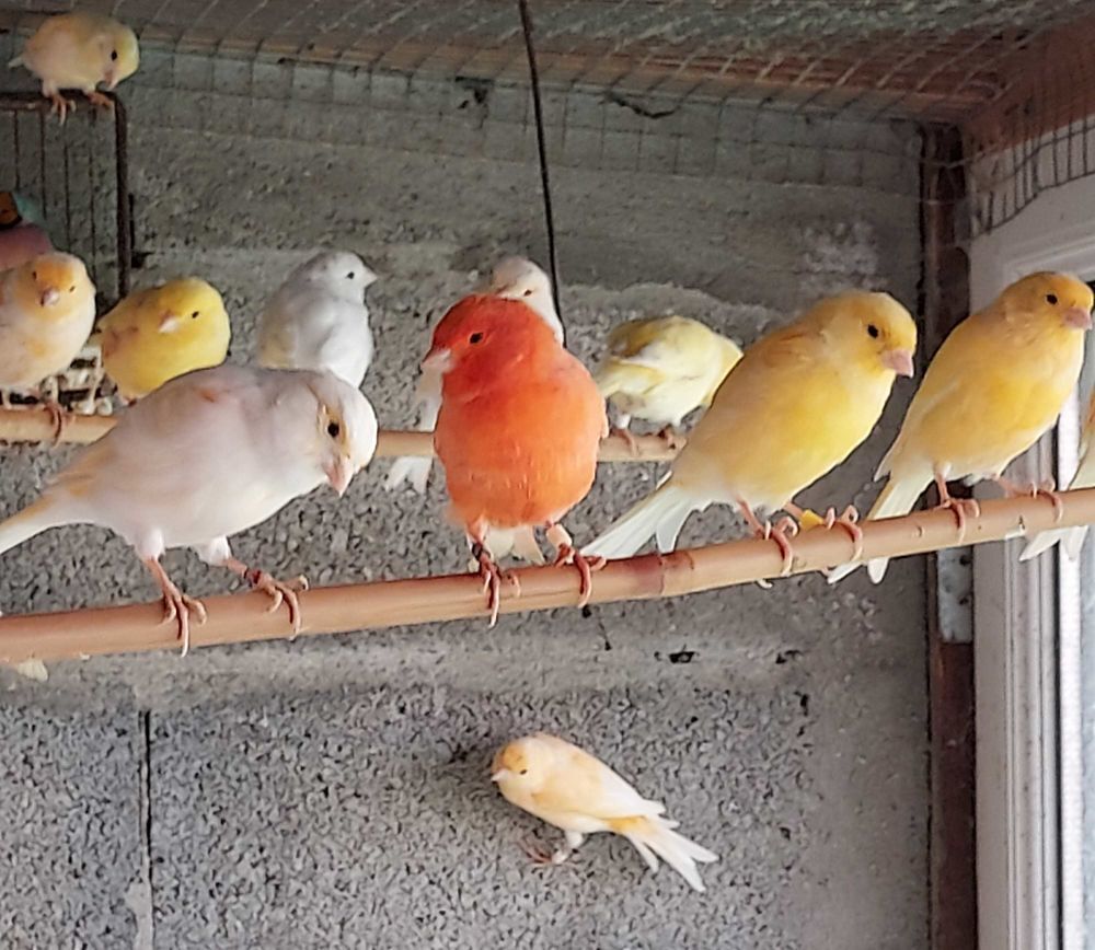 canaris chanteurs Jardin