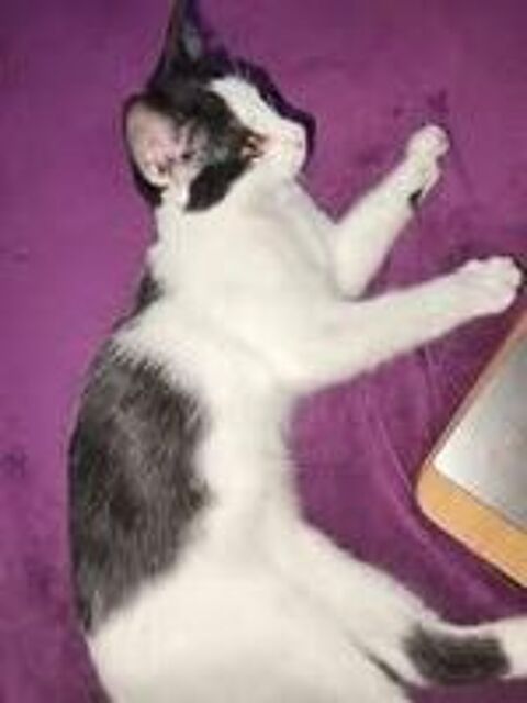   Chat PEPPER � l adoption 