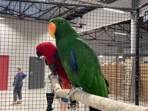 Couple Eclectus Roratus 1300 44110 Châteaubriant