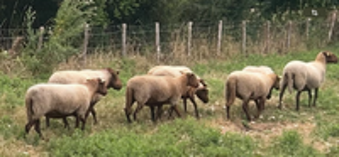   Moutons Solognote 