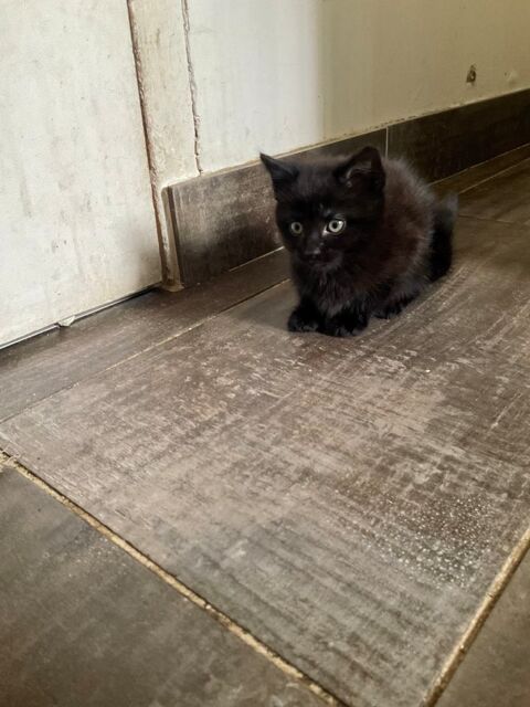 Petit chaton ( maman Maine coon / papa type europ&eacute;en) 100 95320 Saint-leu-la-forêt