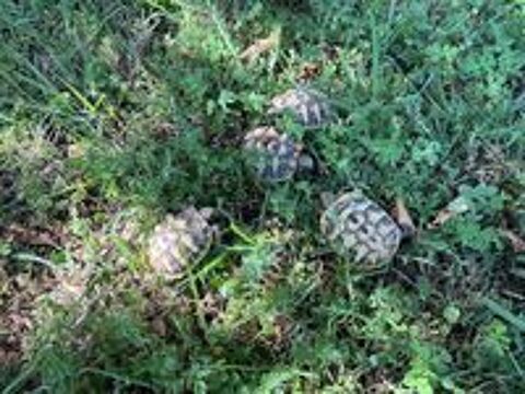   Tortues de terre un an 