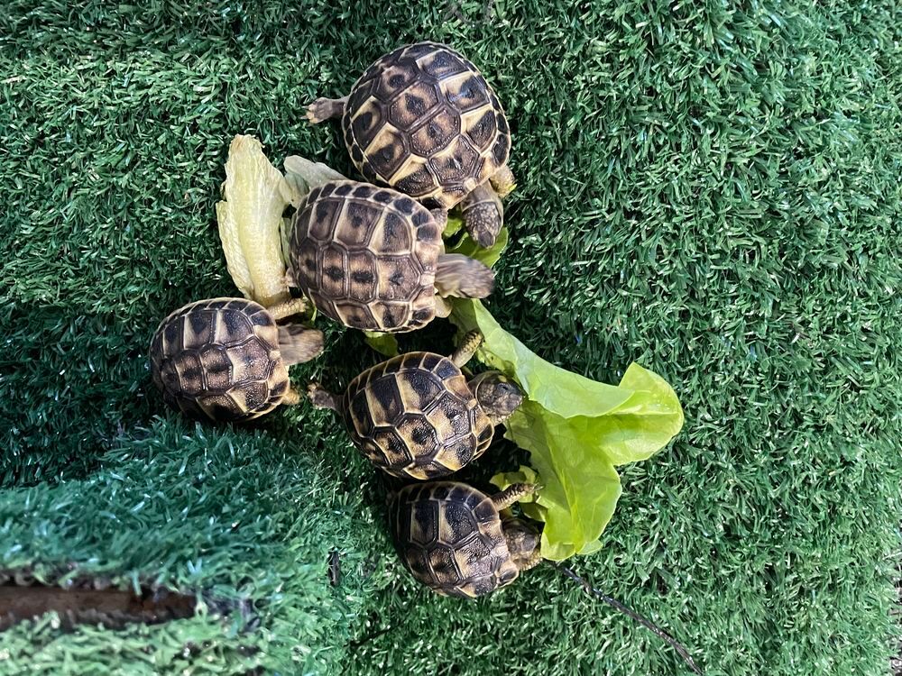   Tortues de terre 