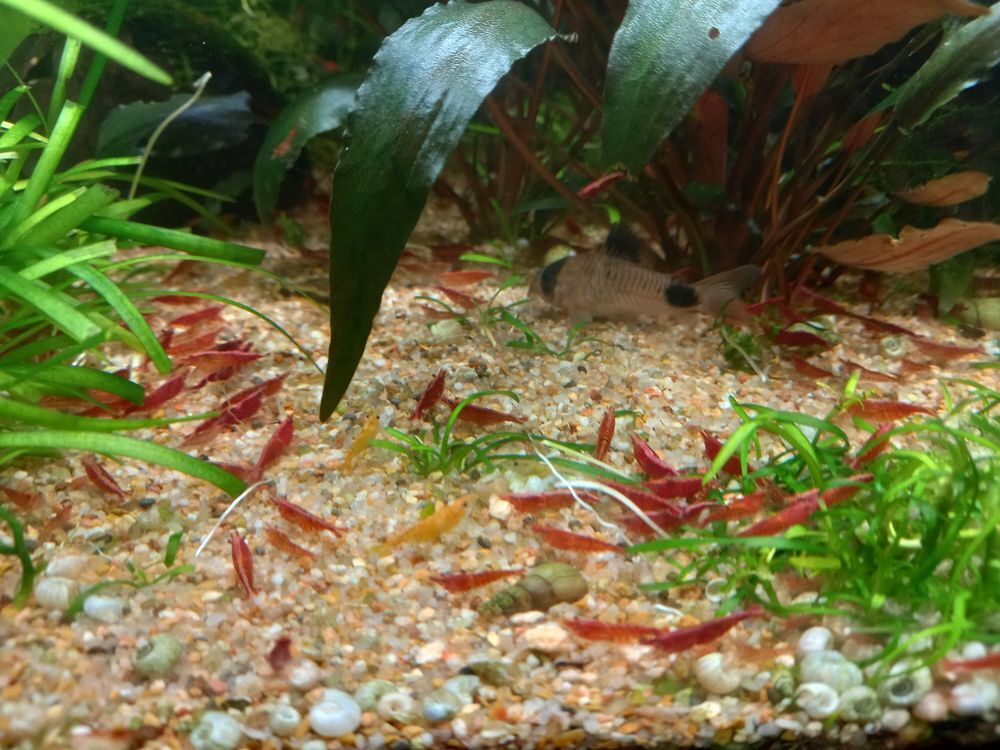   crevette red cherry 