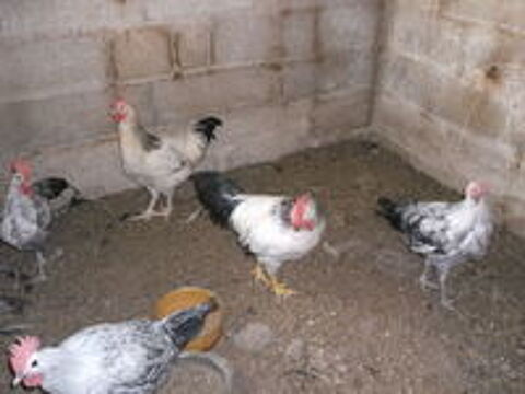   coq 