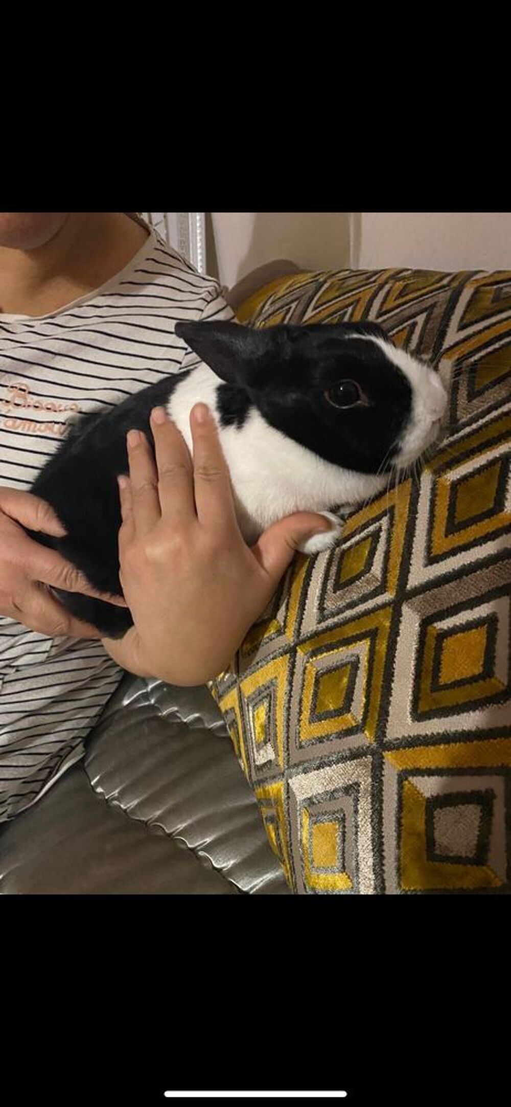 lapin nain Jeux / jouets