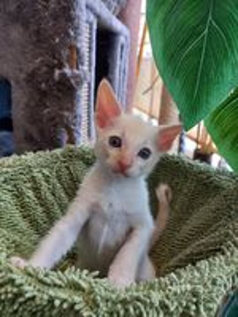   Chatons croisé cornish rex -maine coon recherche famille 