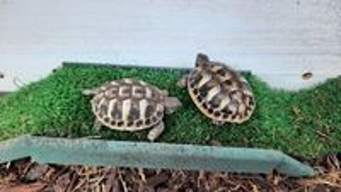   Tortue terrestre
