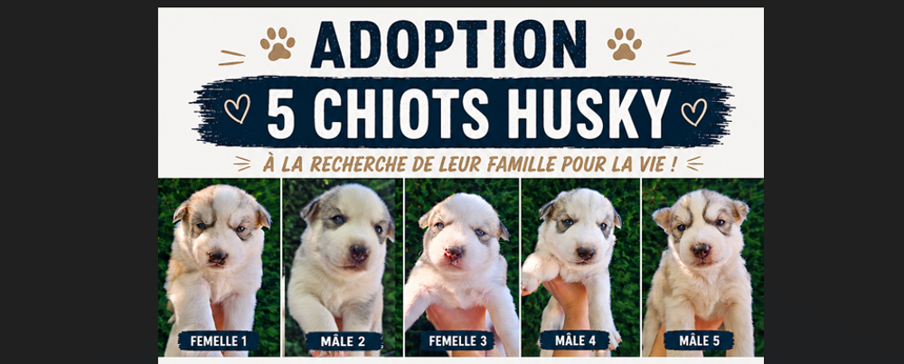   5 chiots Husky recherchent leur future famille pour la vie 