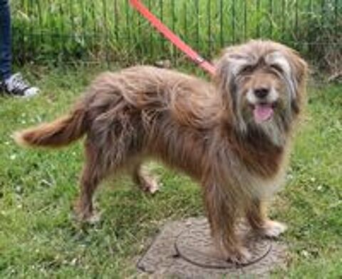   Les BN (Buffalo et Noisette) sont � l'adoption  