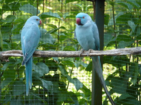 COUPLE PERRUCHE A COLLIER MUTATION BLEUE 220 38840 Saint-hilaire-du-rosier