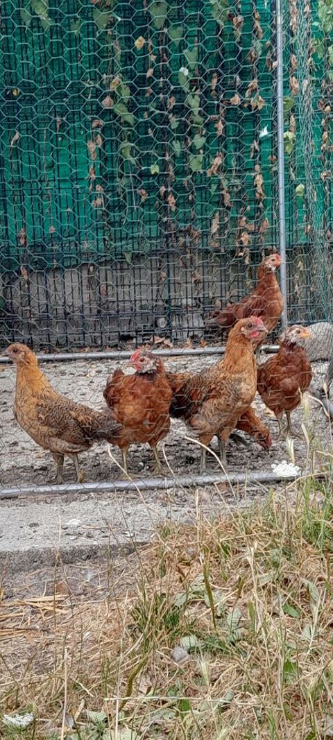 poulets 100 59171 Hornaing
