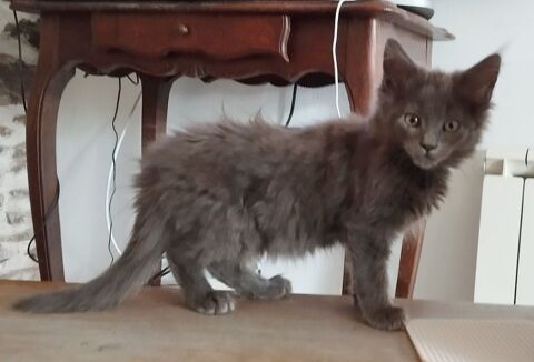 Maine Coon loof 900 56140 Tréal