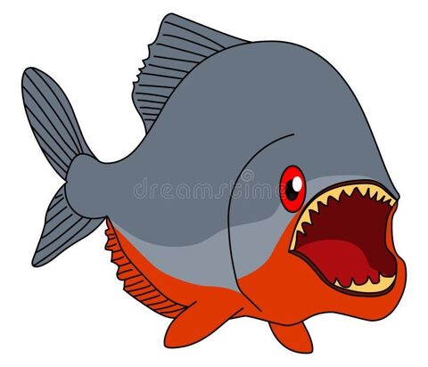 4 Piranha ventre rouge d'un an et 20cm 0 69770 Longessaigne