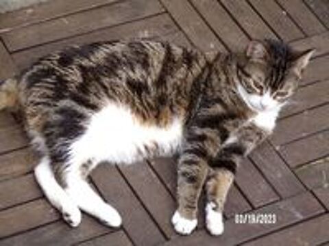   urgent pour ODY 4 ans � adopter 