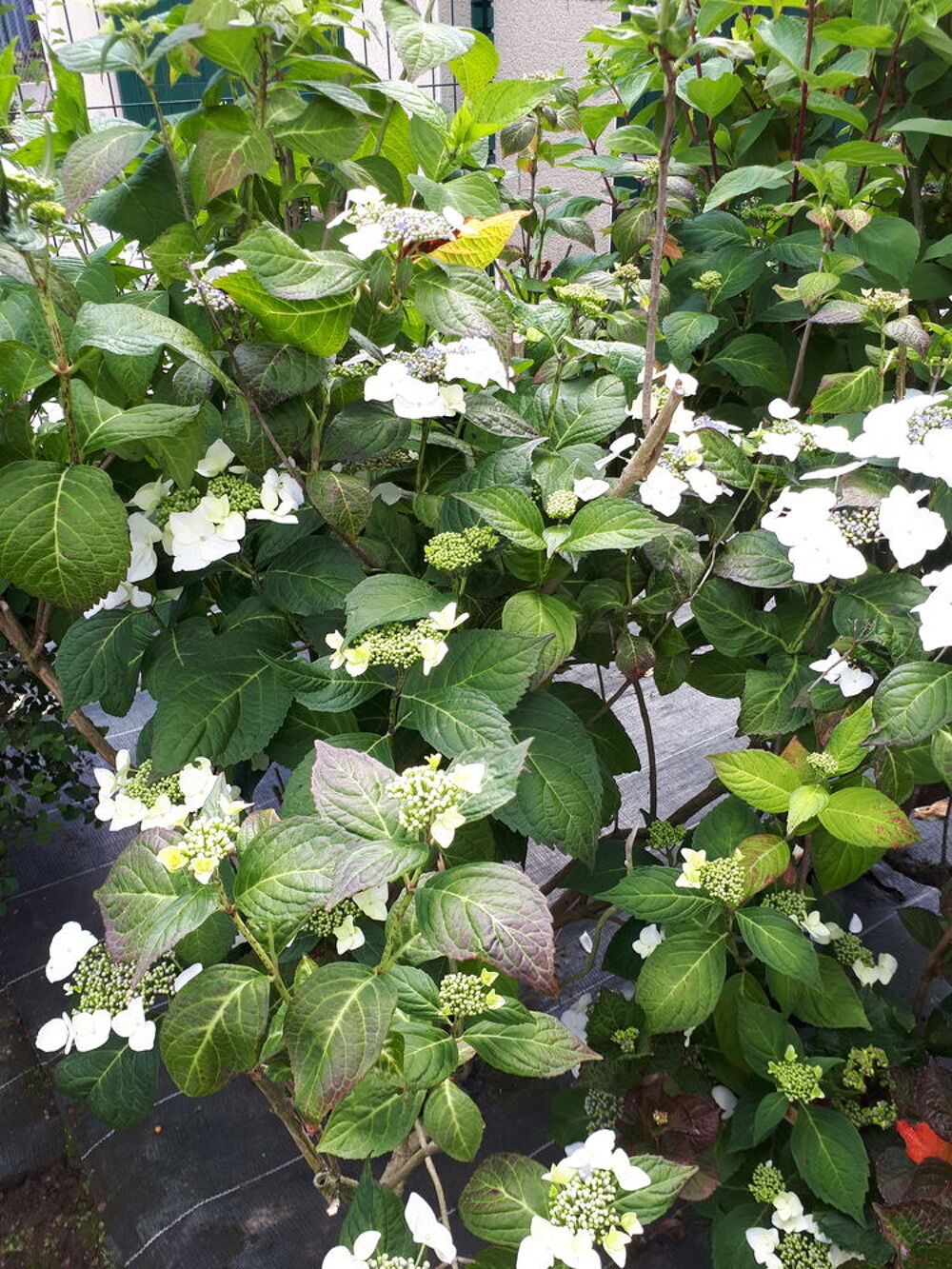 fleurs et arbustes Jardin