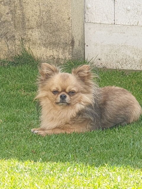 chiot chihuahua 600 14290 Orbec