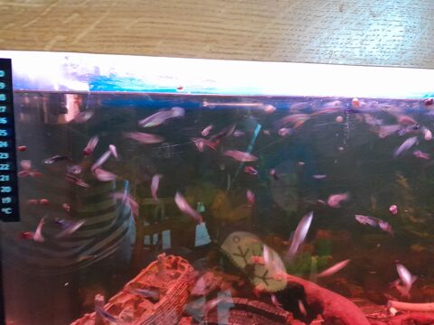Guppys endler 27600 Ailly
