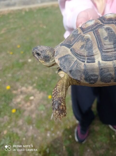 tortue de terre 200 60430 Noailles