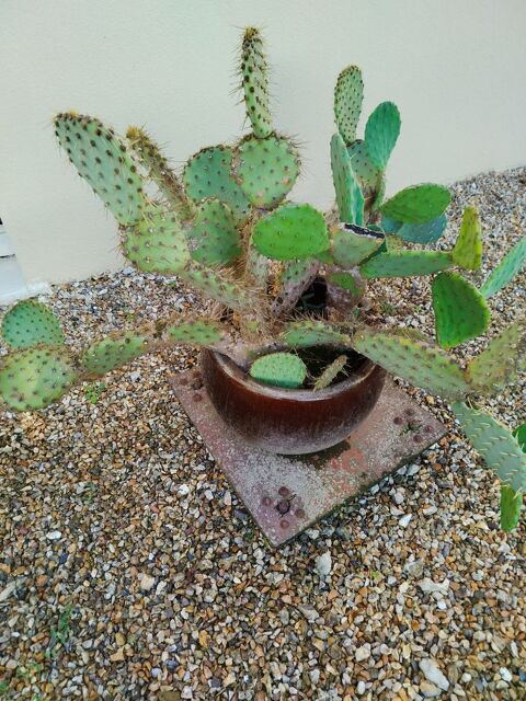 Cactus Villers-sur-le-Roule (27)