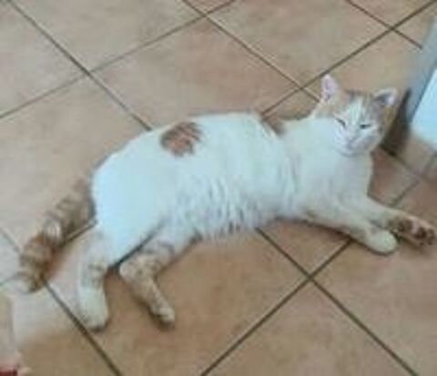   Chat FILOU à l adoption 