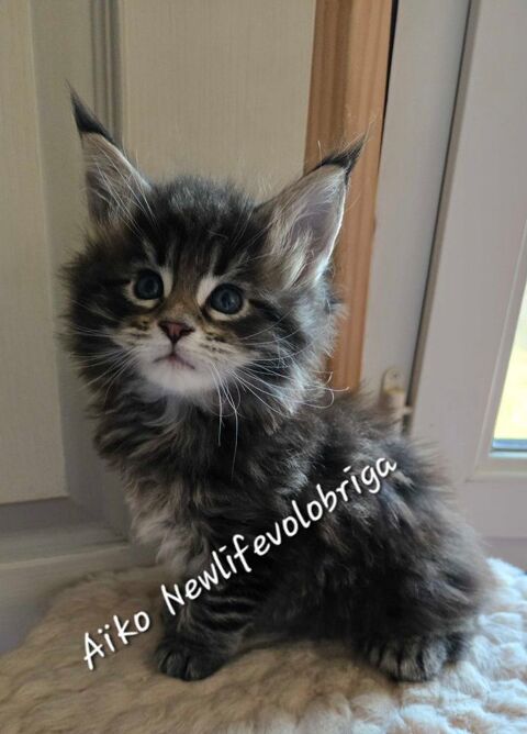 MAGNIFIQUE CHATON MAINE COON LOOF POLYDACTYLE 1650 30700 Uzs