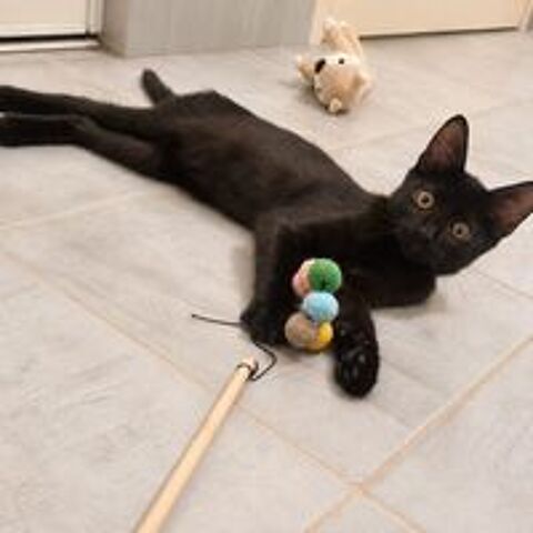   Orion - jeune chaton 