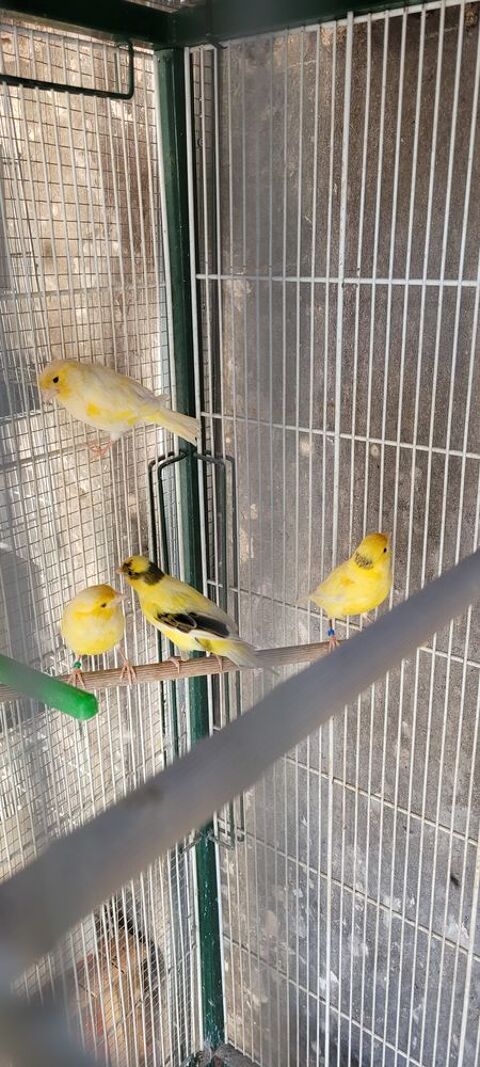 Canaris timbrado 60 34340 Marseillan