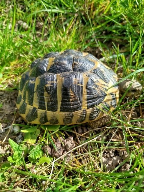 Tortue de terre  300 71670 Saint-firmin