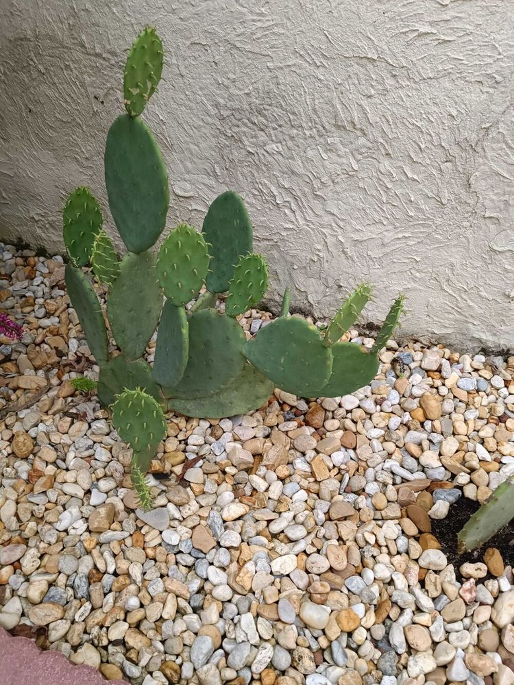 cactus agave Jardin