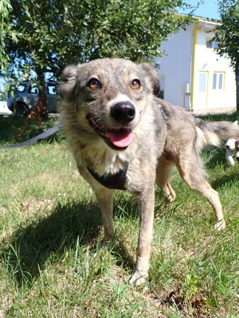Elegance à l'adoption , en urgence 200 38000 Grenoble