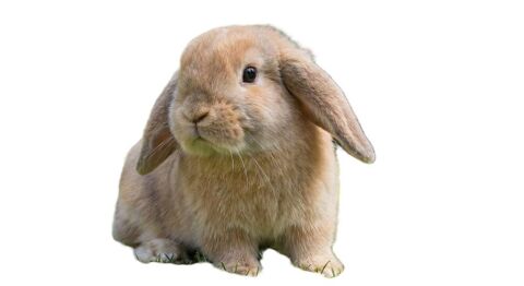 Lapins b&eacute;lier nains 49 04700 La brillanne