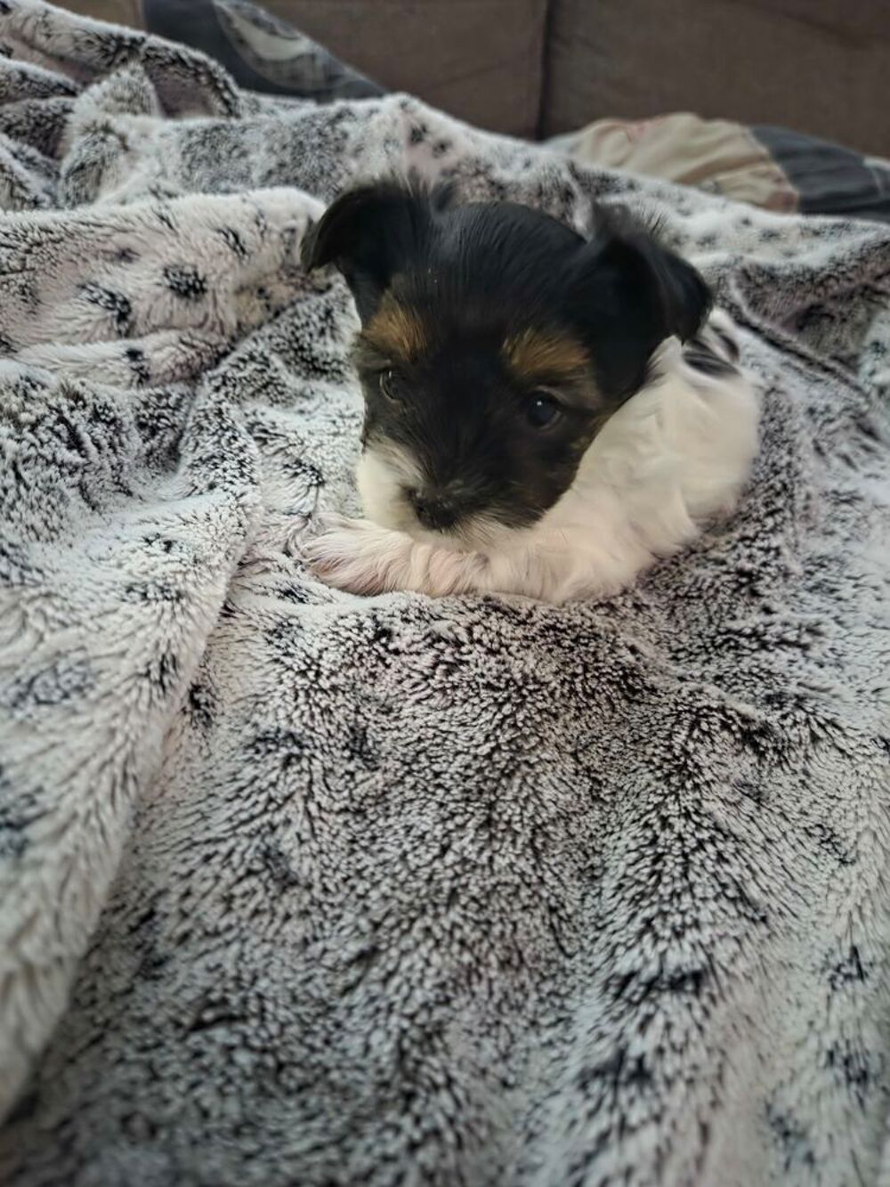   Yorkshire biewer male 