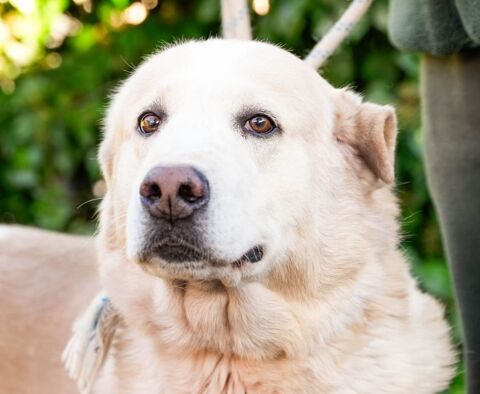 NEMO 320 27620 Gasny